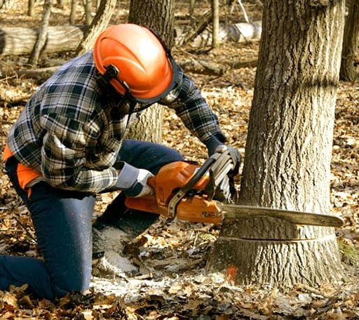 Tree Removal in Seneca, KS